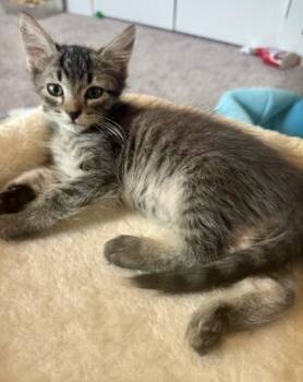 Rescue Domestic Short Hair Cats for Adoption in Fort Worth, Texas - Ester (pre Adopt) | PetCurious