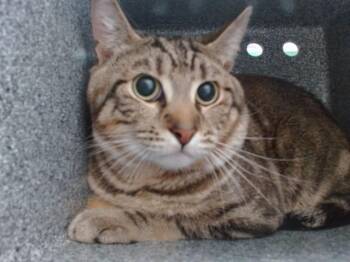 SONNY -  Domestic Short Hair Cat for Adoption in Orlando, Florida - SONNY | PetCurious
