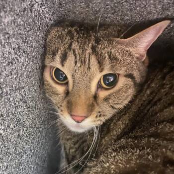 Kitty -  Domestic Short Hair Cat for Adoption in Reno, Nevada - Kitty | PetCurious