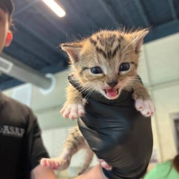 Danish -  Domestic Short Hair Cat for Adoption in Huntington, West Virginia - Danish | PetCurious