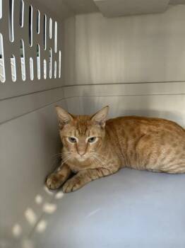 A137755 -  Domestic Short Hair Cat for Adoption in Palmetto, Florida - A137755 | PetCurious