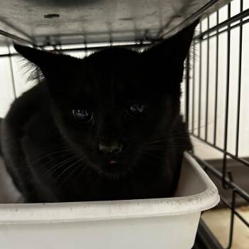Domestic Short Hair Cats Available for Adoption in Cleveland, Mississippi - Echo | PetCurious