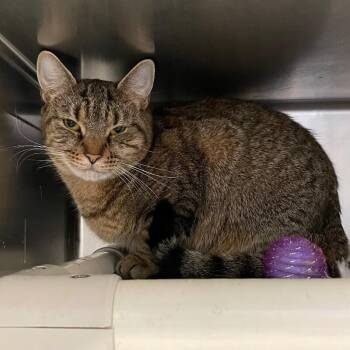 Faye -  Domestic Short Hair Cat for Adoption in Roanoke, Virginia - Faye | PetCurious