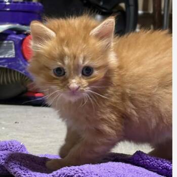 Sebastian -  Domestic Long Hair Cat for Adoption in St. Peters, Missouri - Sebastian | PetCurious