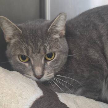 Olive -  Domestic Short Hair Cat for Adoption in Lakeland, Florida - Olive | PetCurious