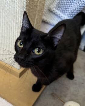 Cat Noir -  Domestic Short Hair Cat for Adoption in Novato, California - Cat Noir | PetCurious