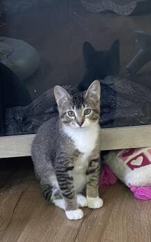 Fox -  Domestic Short Hair and Tabby Cat for Adoption in Evergreen, Colorado - Fox | PetCurious