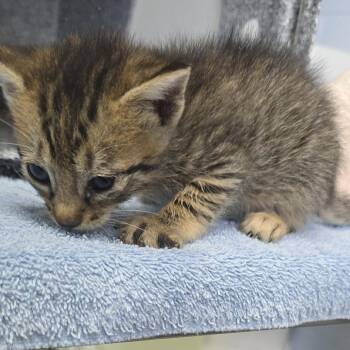 Circe 26-0644 -  Domestic Short Hair Cat for Adoption in Yanceyville, North Carolina - Circe 26-0644 | PetCurious