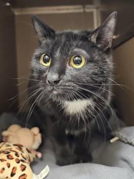 Domestic Short Hair Cats Available for Adoption in Clyde, North Carolina - ANNABELL | PetCurious
