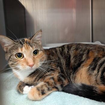 Rescue Domestic Short Hair Cats for Adoption in Titusville, Florida - Ambrosia | PetCurious