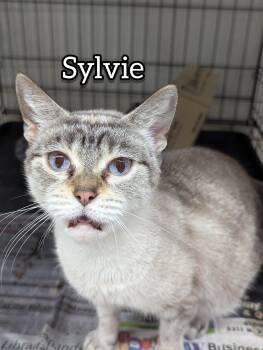 Rescue Domestic Medium Hair Cats for Adoption in Hollister, Missouri - Silvy | PetCurious