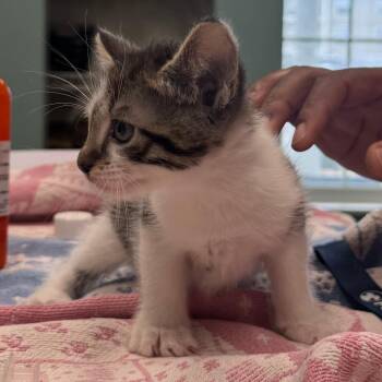 Finnick -  Domestic Short Hair Cat for Adoption in Saint Charles, Missouri - Finnick | PetCurious