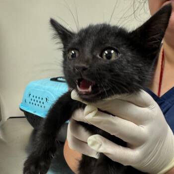 Jimmy Johns -  Domestic Short Hair Cat for Adoption in Reno, Nevada - Jimmy Johns | PetCurious