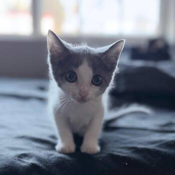 Josie Bell -  Domestic Short Hair Cat for Adoption in Lakewood, California - Josie Bell | PetCurious