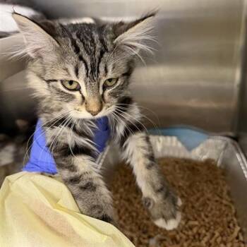 Domestic Medium Hair Cats Available for Adoption in Salt Lake City, Utah - Catherine | PetCurious