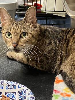 Tammy -  Domestic Short Hair Cat for Adoption in Lunenburg, Massachusetts - Tammy | PetCurious