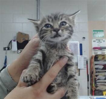 MAPLE -  Domestic Short Hair Cat for Adoption in Salinas, California - MAPLE | PetCurious