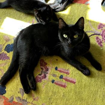 Rescue Domestic Short Hair Cats for Adoption in Saugerties, New York - Dido | PetCurious