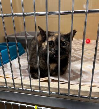 Domestic Short Hair Cats Available for Adoption in Gautier, Mississippi - Girl | PetCurious