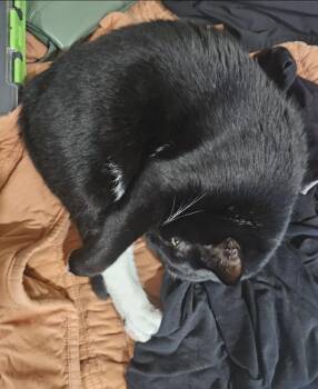 Scully -  Domestic Short Hair and Tuxedo Cat for Adoption in Oxford, Mississippi - Scully | PetCurious