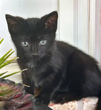 Lucy -  Domestic Short Hair Cat for Adoption in Nashville, Tennessee - Lucy | PetCurious