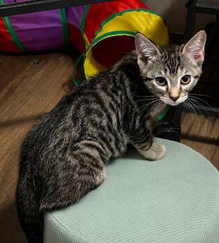 Cavatappi -  Domestic Short Hair Cat for Adoption in Magnolia, Texas - Cavatappi | PetCurious