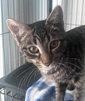 Beverly -  Domestic Short Hair Cat for Adoption in Cumming, Georgia - Beverly | PetCurious