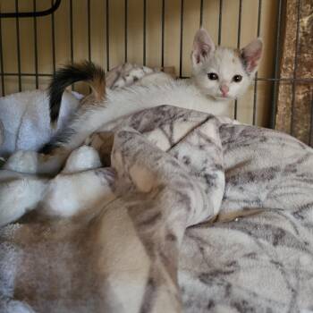 Becca -  Domestic Short Hair Cat for Adoption in Scottsdale, Arizona - Becca | PetCurious