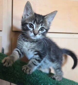 Rescue Domestic Short Hair and Tabby Cats for Adoption in Campbell, California - Keats | PetCurious