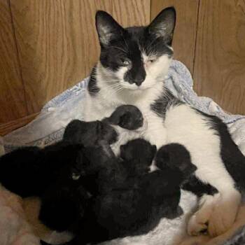 Rescue Domestic Short Hair Cats for Adoption in Rochester, Minnesota - Milkdud | PetCurious