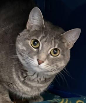 Domestic Short Hair Cats Available for Adoption in Sault Ste. Marie, Michigan - Kitty | PetCurious