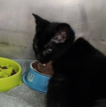 Domestic Short Hair Cats Available for Adoption in Schenectady, New York - Quevo - Blue Collar | PetCurious