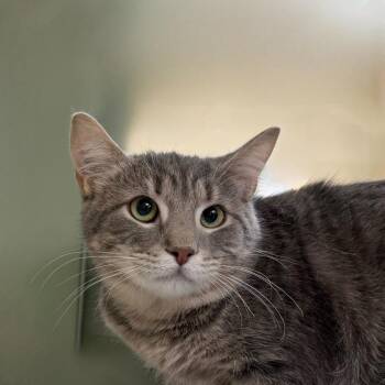 Domestic Short Hair Cats Available for Adoption in State College, Pennsylvania - Misty Melon | PetCurious