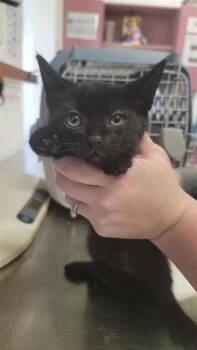 Ollie -  Domestic Short Hair Cat for Adoption in Largo, Florida - Ollie | PetCurious