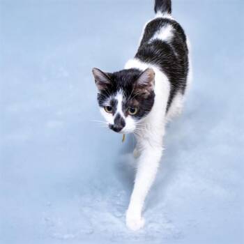 Domestic Short Hair Cats Available for Adoption in St. Louis, Missouri - SWEET PEA | PetCurious