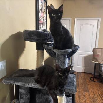 Pepper and Roni -  Domestic Short Hair Cat for Adoption in Albany, New York - Pepper And Roni | PetCurious