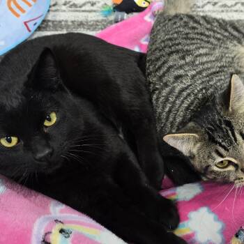 Domestic Short Hair Cats Available for Adoption - Coal & Oakley | PetCurious