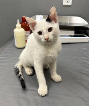 PANCAKES -  Domestic Short Hair Cat for Adoption in Las Vegas, Nevada - PANCAKES | PetCurious