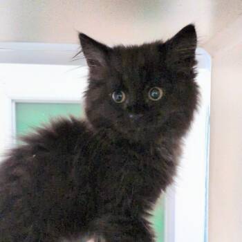 Elizabeth Bennet -  Domestic Long Hair Cat for Adoption in Reno, Nevada - Elizabeth Bennet | PetCurious
