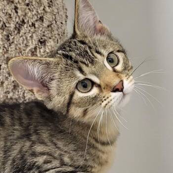 Parfait -  Domestic Short Hair Cat for Adoption in Grayslake, Illinois - Parfait | PetCurious