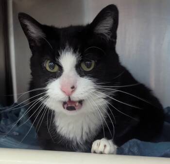 Domestic Short Hair Cats Available for Adoption in Evansville, Indiana - Angelica | PetCurious
