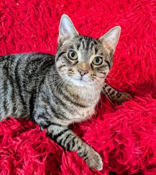 Stripes -  Domestic Short Hair Cat for Adoption in Jacksonville, Texas - Stripes | PetCurious