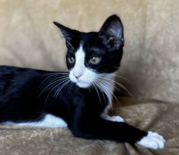 Este -  Domestic Short Hair Cat for Adoption in Liverpool, Texas - Este | PetCurious