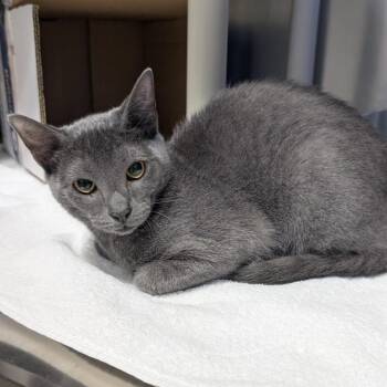 Cheerios -  Domestic Short Hair Cat for Adoption in Freeport, Florida - Cheerios | PetCurious