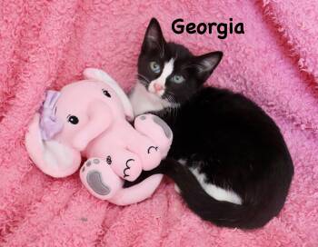 Georgia -  Tuxedo Cat for Adoption in St. Augustine, Florida - Georgia | PetCurious