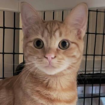 Satsuma -  Domestic Short Hair Cat for Adoption in Santa Fe, New Mexico - Satsuma | PetCurious