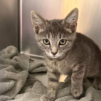 Melmel -  Domestic Short Hair Cat for Adoption in Philadelphia, Pennsylvania - Melmel | PetCurious