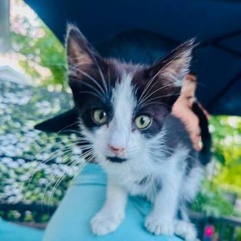 Reba -  Domestic Short Hair Cat for Adoption in Edwardsville, Illinois - Reba | PetCurious