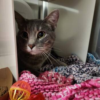 Critter -  Domestic Short Hair Cat for Adoption in Des Moines, Iowa - Critter | PetCurious