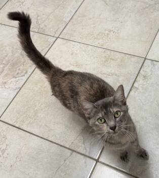 Dart -  Domestic Short Hair Cat for Adoption in INDN HBR BCH, Florida - Dart | PetCurious